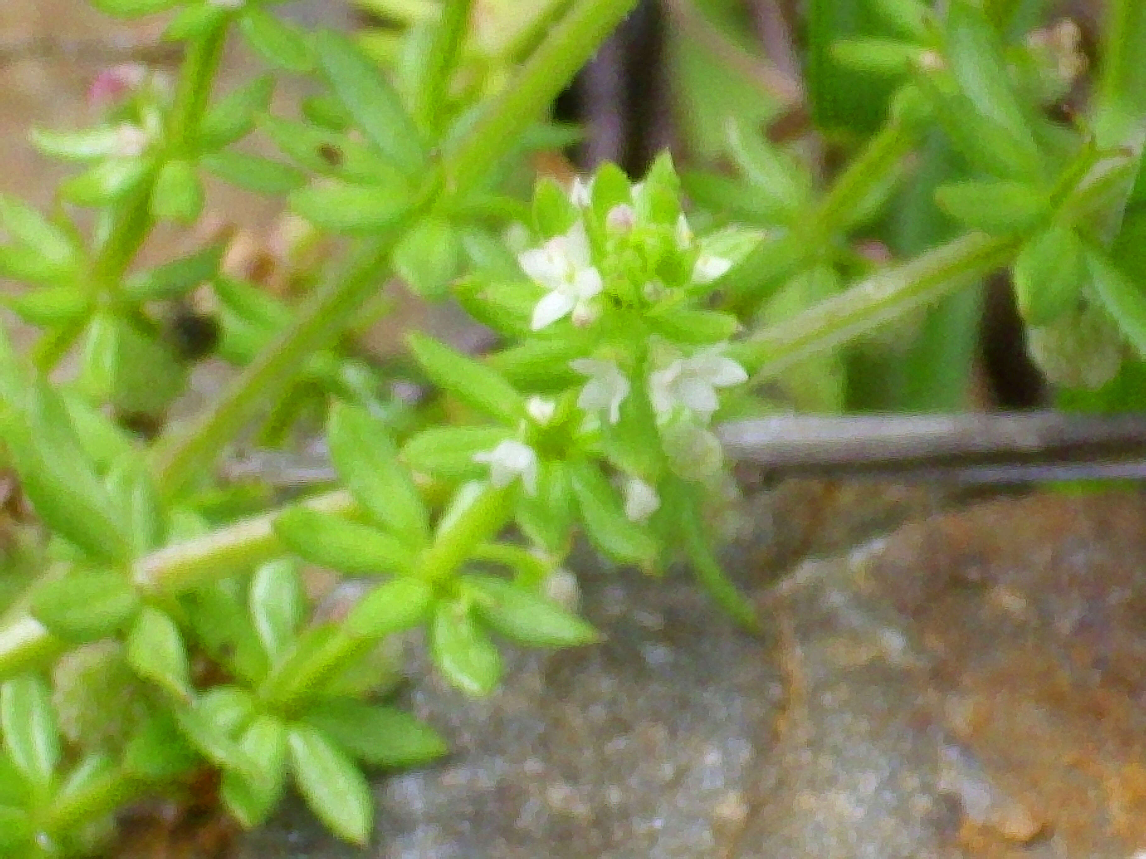 Plancia ëd Galium saxatile L.