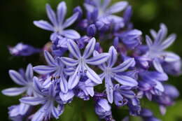 Image of African-lily