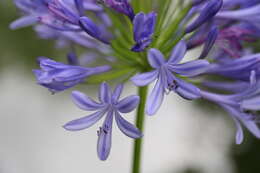 Image of African-lily