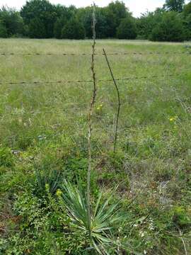 Image of Arkansas yucca