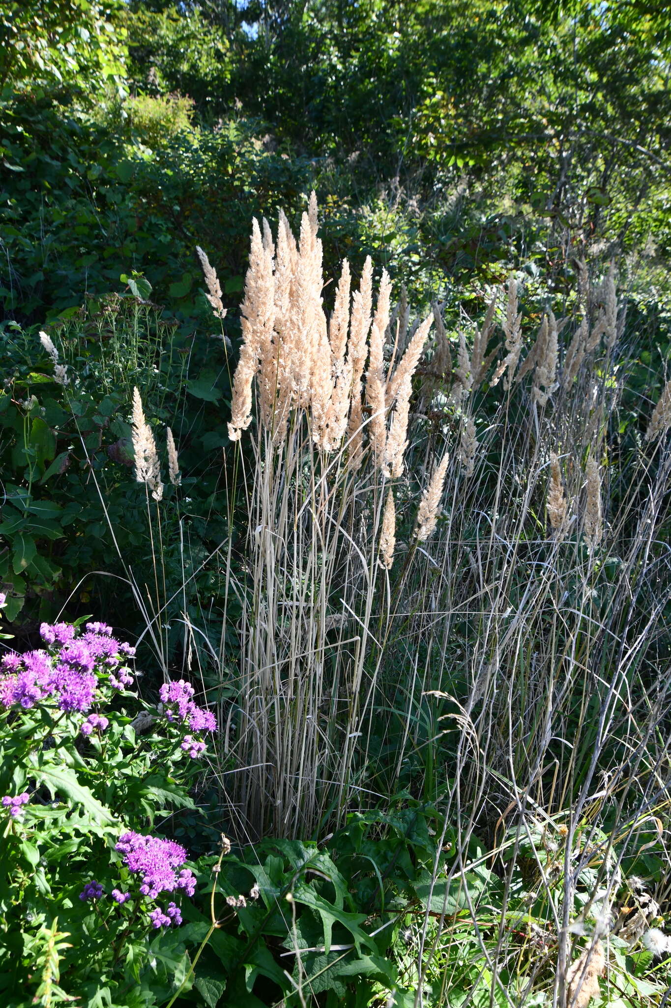 Image of Calamagrostis extremiorientalis (Tzvelev) Prob.