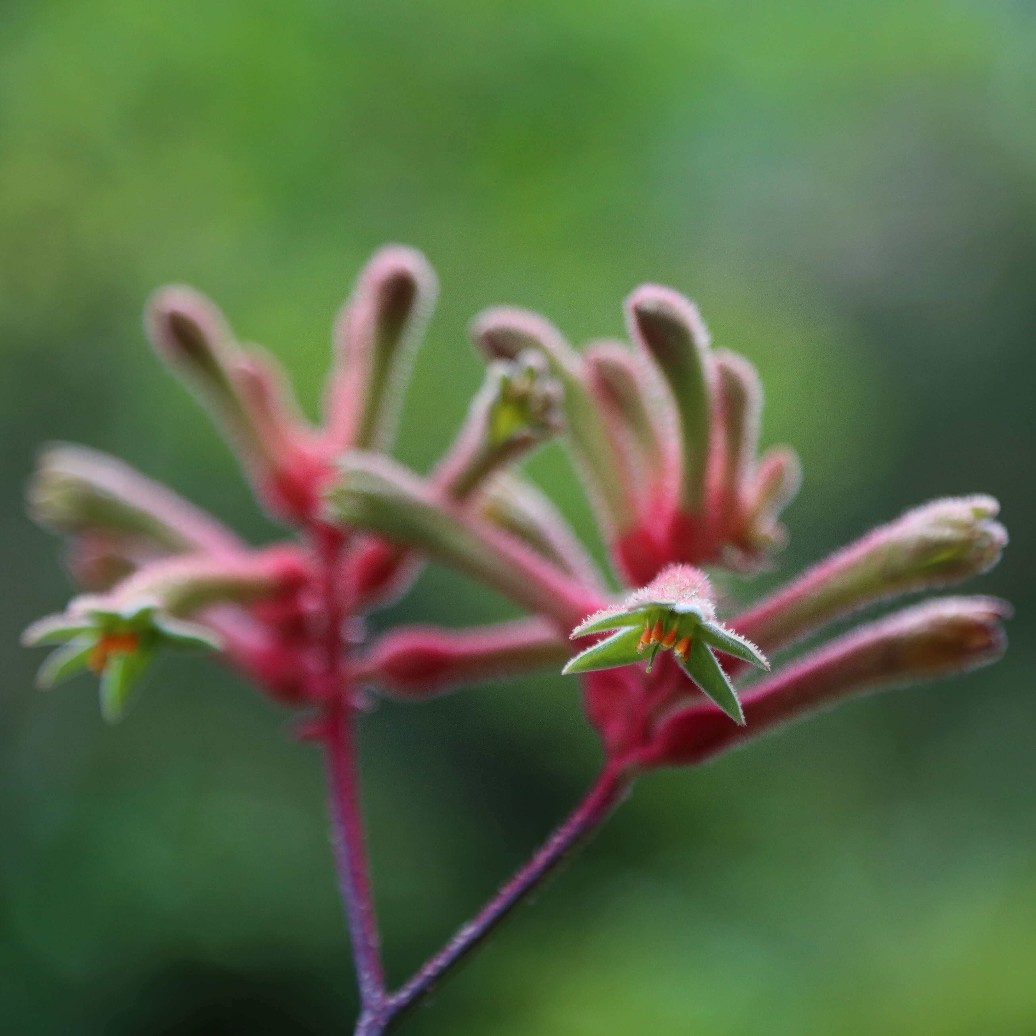 Image of Kangaroo Paw