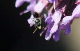 Image of Hyaline Masked Bee