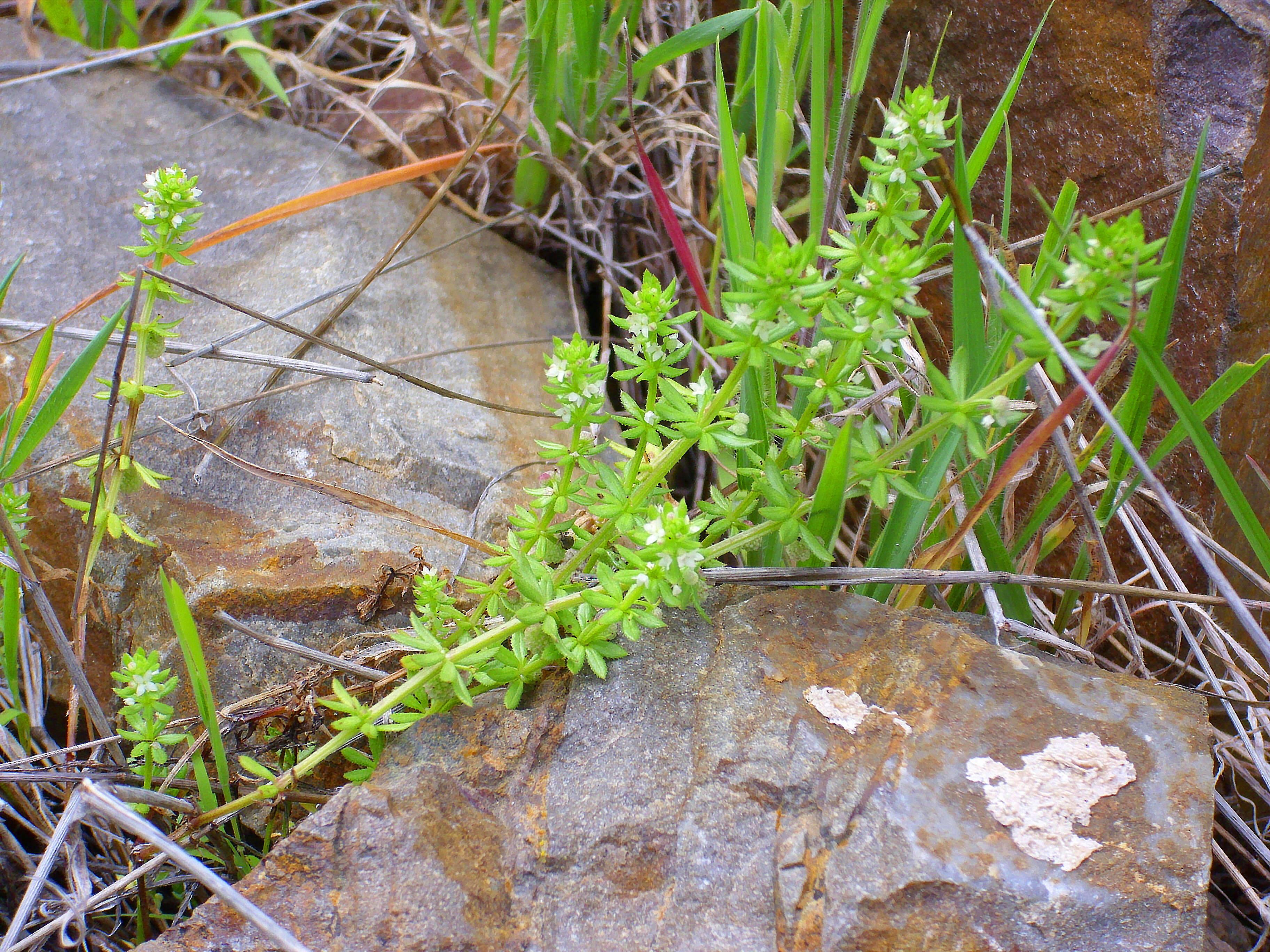 Plancia ëd Galium saxatile L.