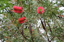 صورة Callistemon citrinus (Curtis) Skeels