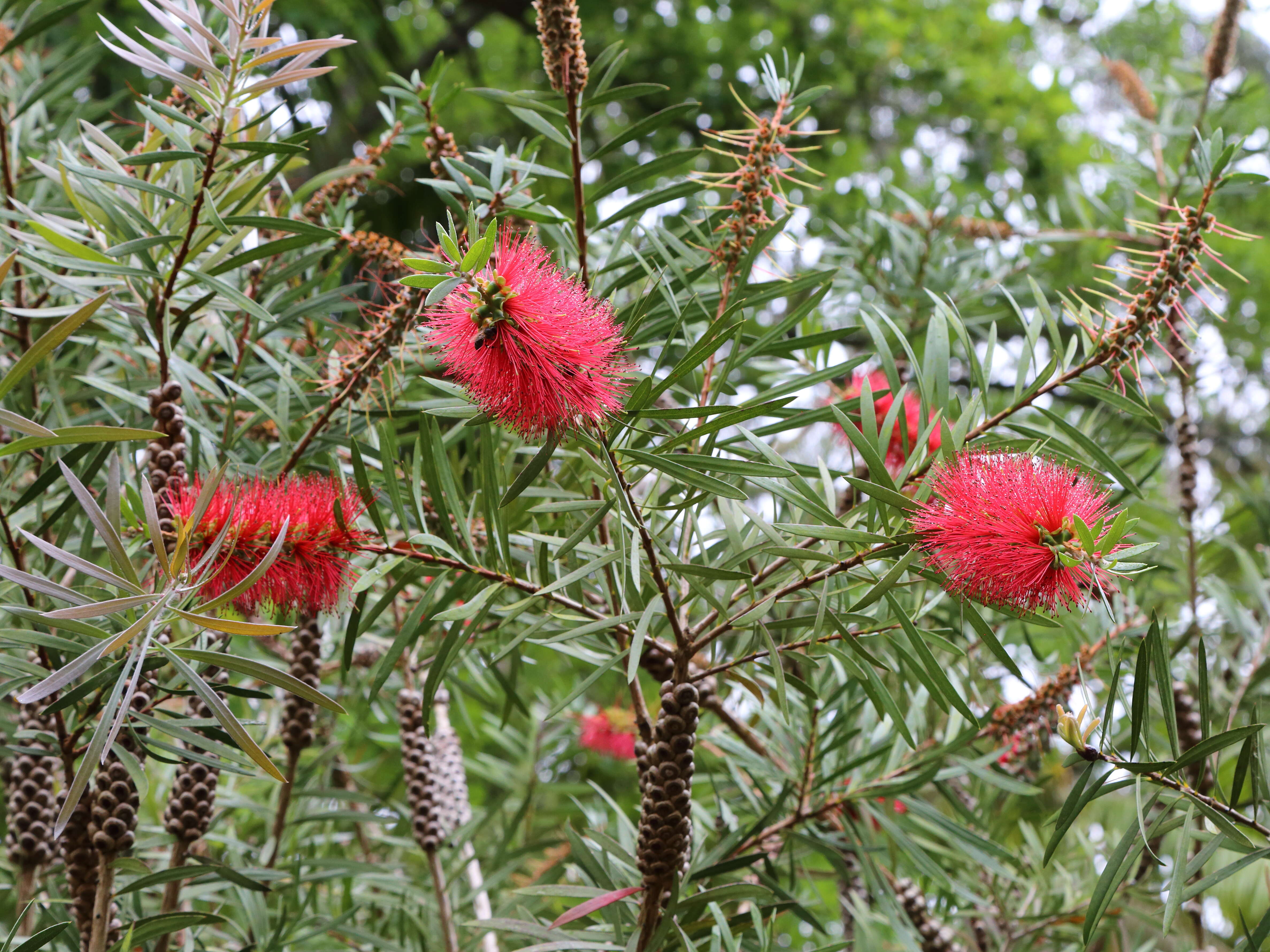 صورة Callistemon citrinus (Curtis) Skeels