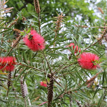 صورة Callistemon citrinus (Curtis) Skeels