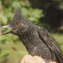 Image of Undulated Antshrike