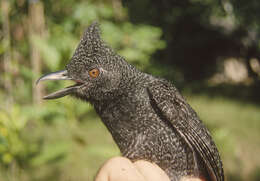 Image of Undulated Antshrike