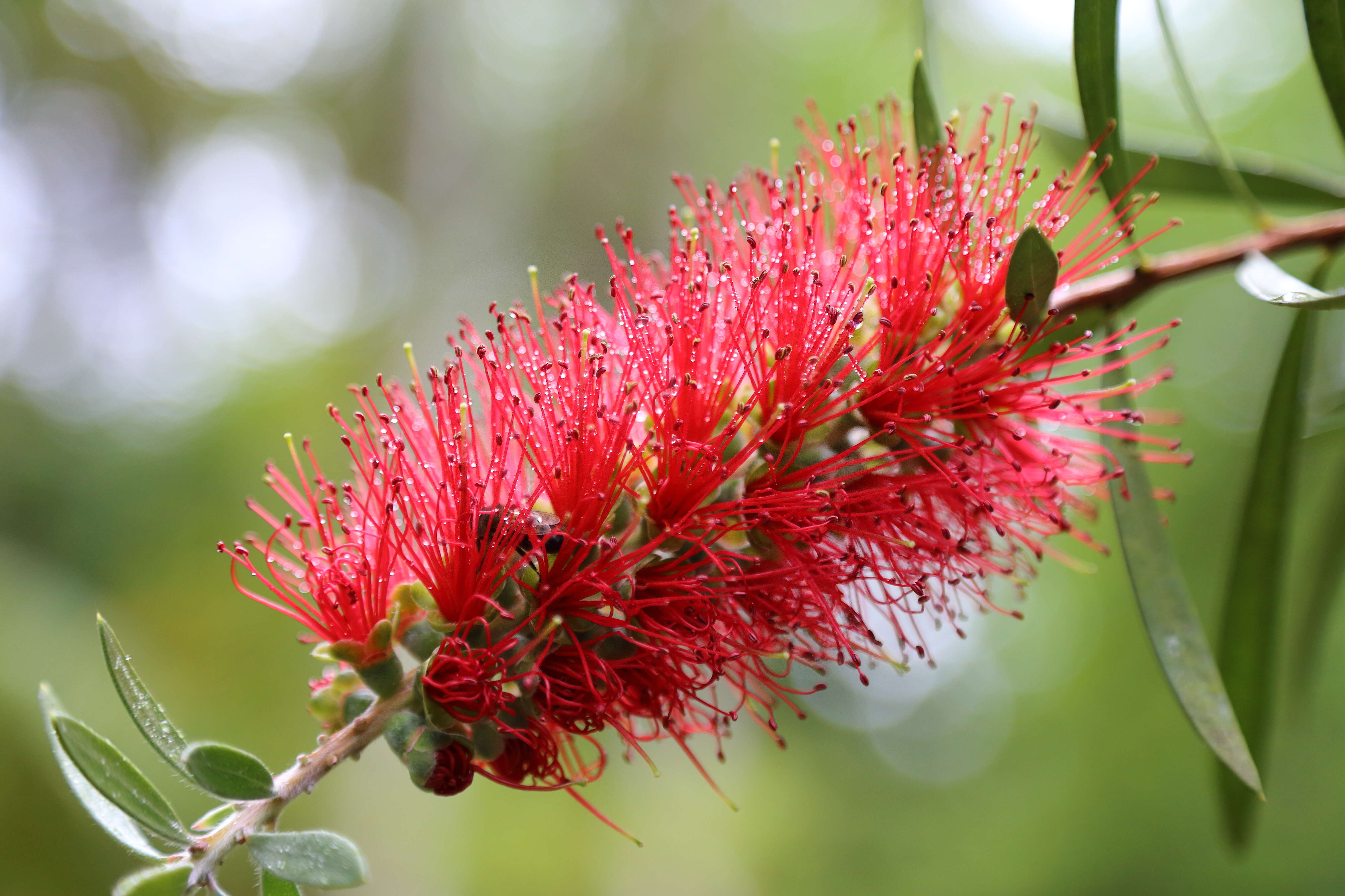 صورة Callistemon citrinus (Curtis) Skeels