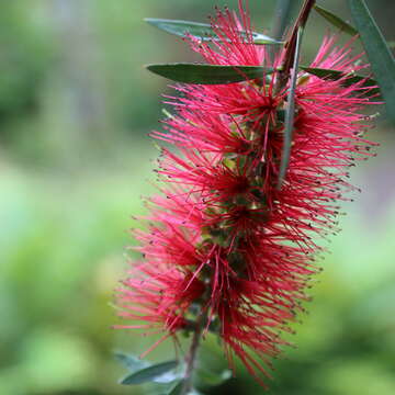 صورة Callistemon citrinus (Curtis) Skeels