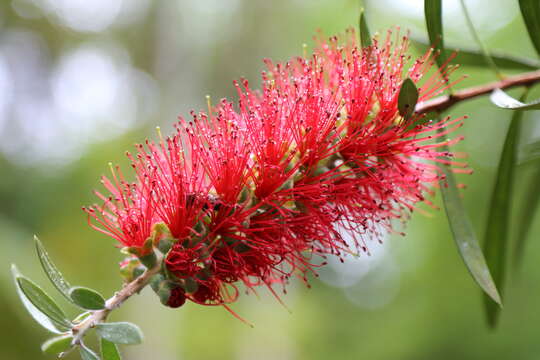 صورة Callistemon citrinus (Curtis) Skeels