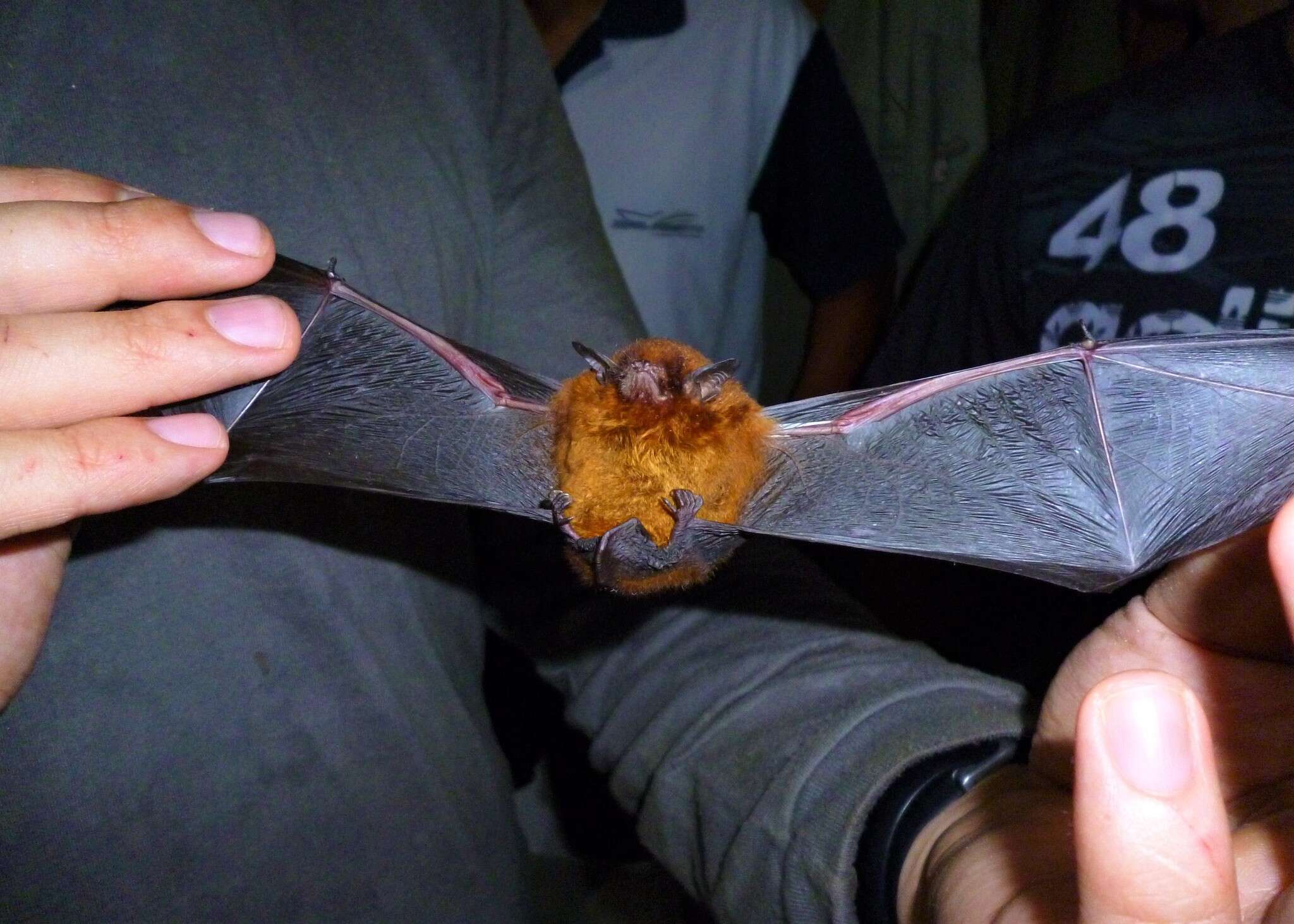 Image of Red Myotis