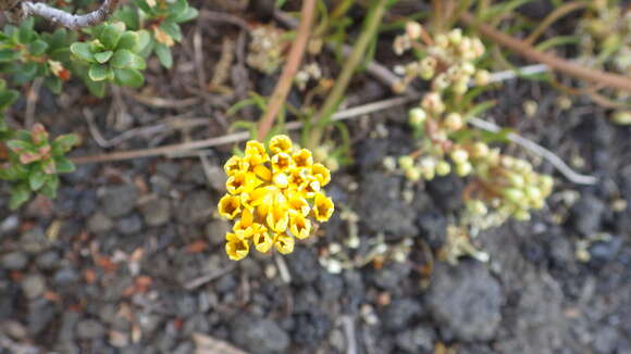 Image of Quinchamalium