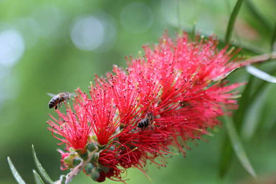 صورة Callistemon citrinus (Curtis) Skeels