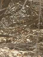 Image of Bluntnose Leopard Lizard