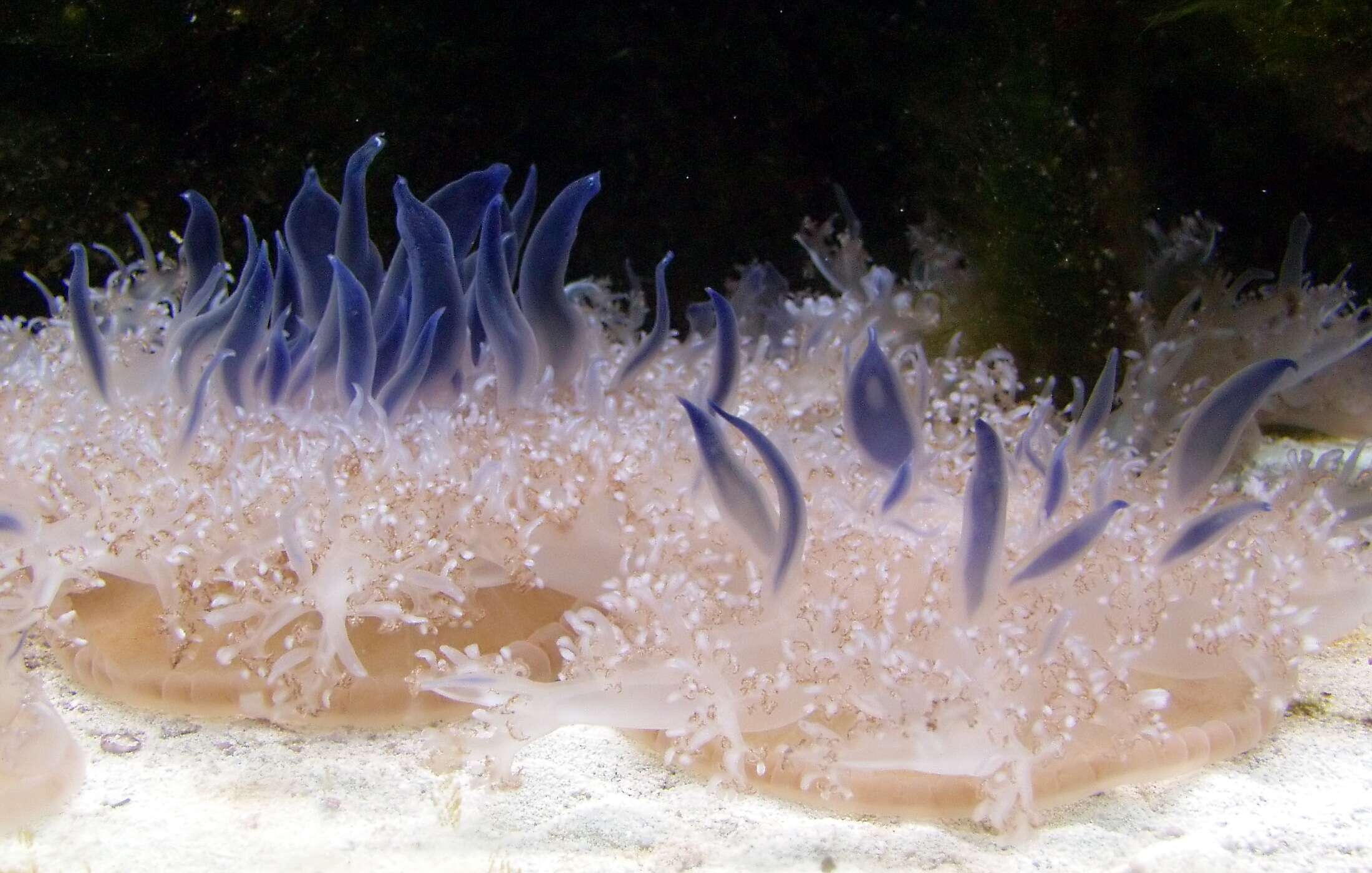Image of Upside-down jellyfish