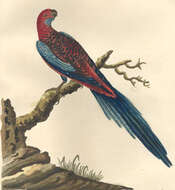 Image of Crimson Rosella