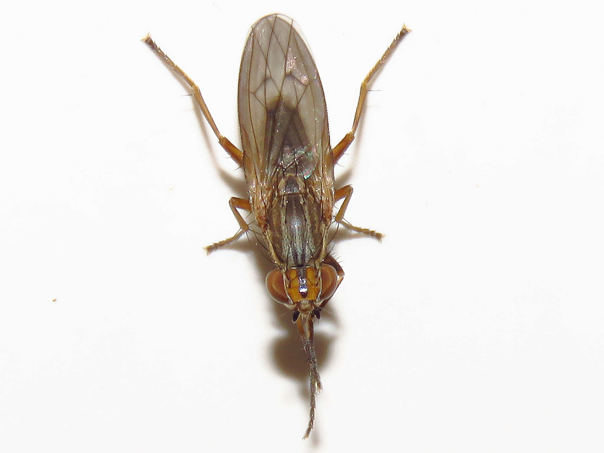 Image of Pherbellia cinerella (Fallen 1820)