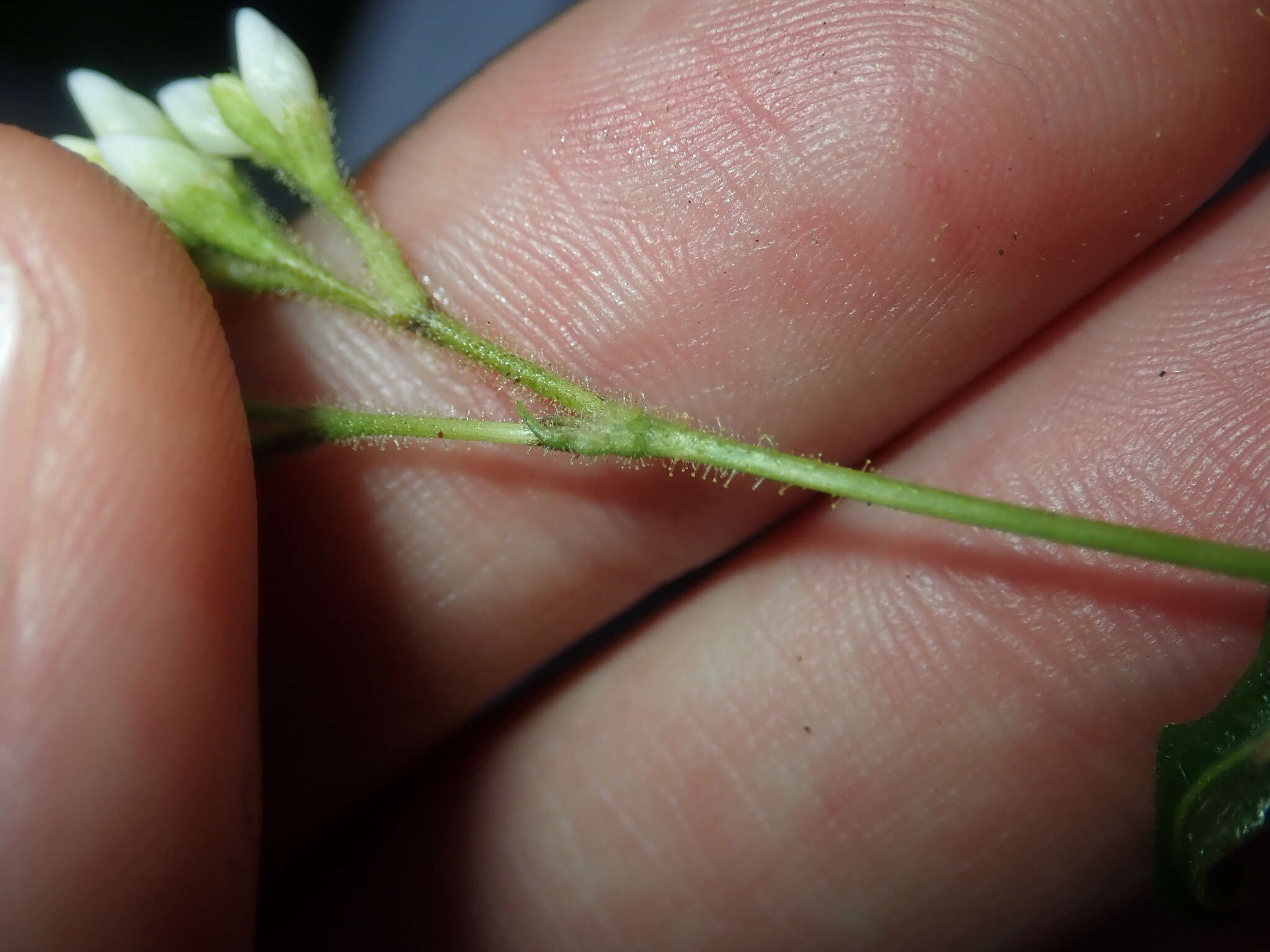 Image of Persicaria strigosa (R. Br.) Nakai