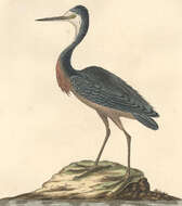 Image of herons and bitterns