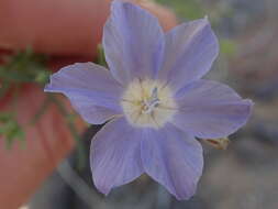 Image of Dayia scabra (Brandegee) J. M. Porter