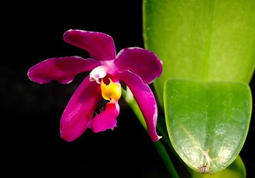 Image de Phalaenopsis pulchra (Rchb. fil.) H. R. Sweet