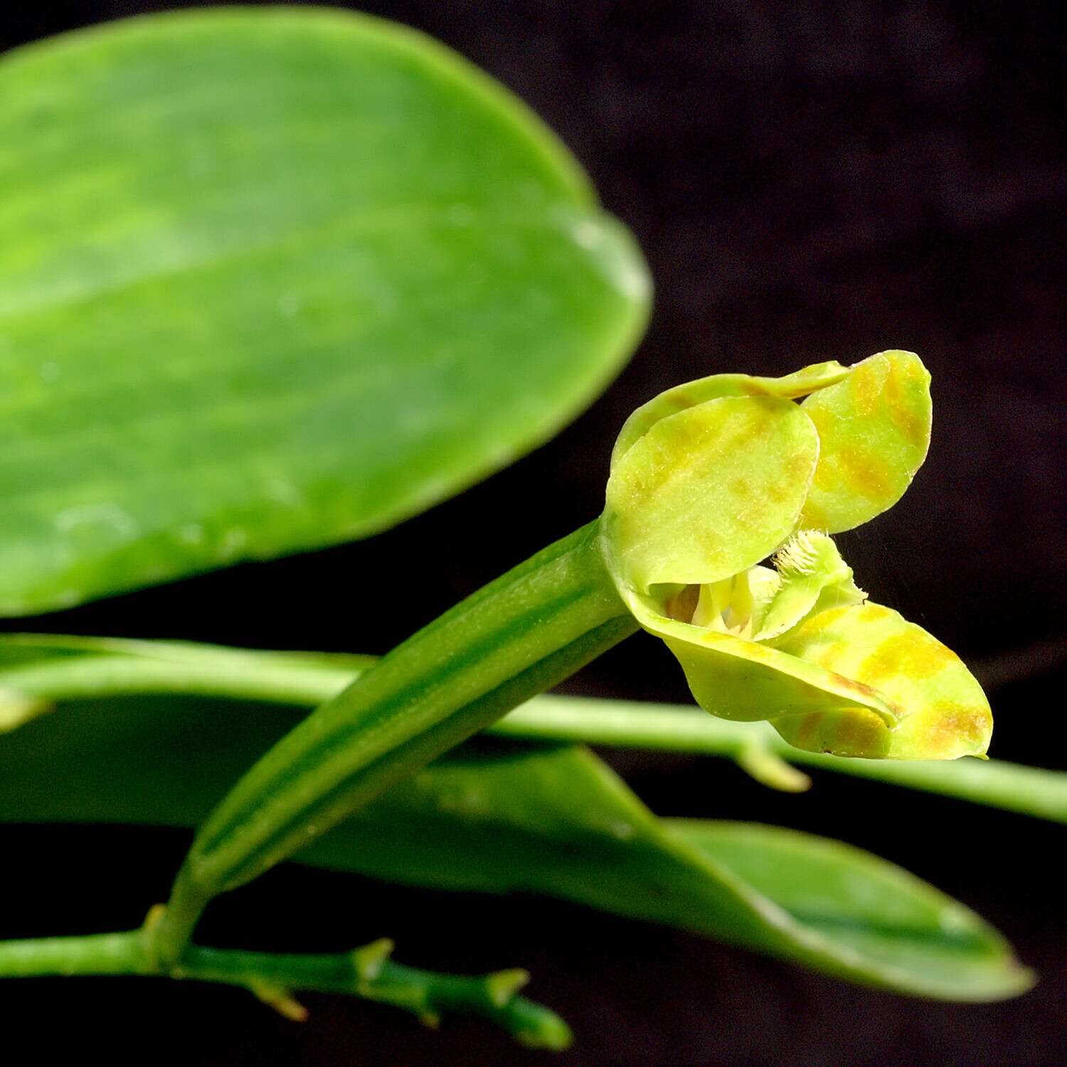 Image of Phalaenopsis bastianii O. Gruss & Roellke