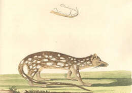 Image of Large Spotted Native Cat