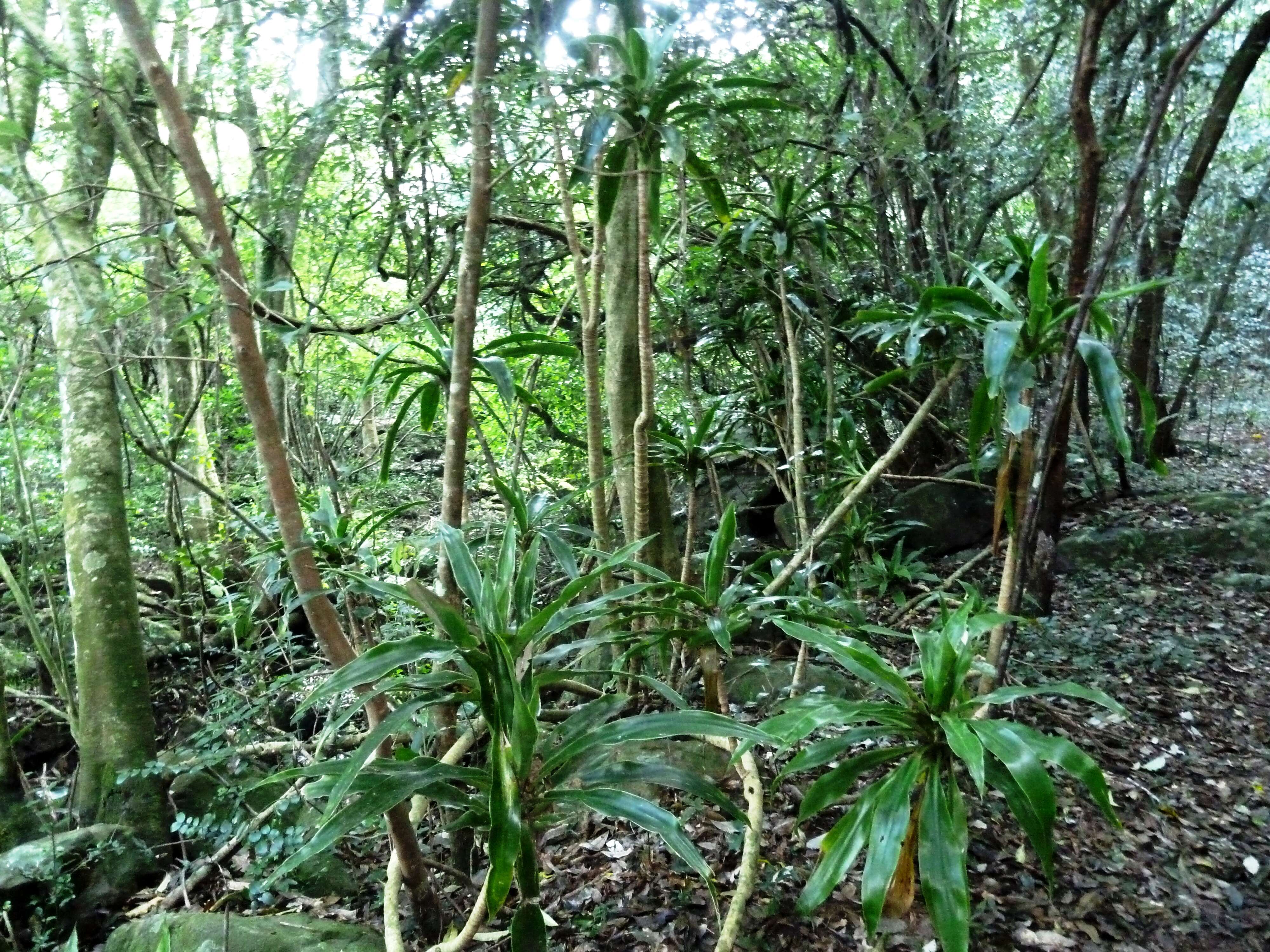 Image of large-leaved dragon tree