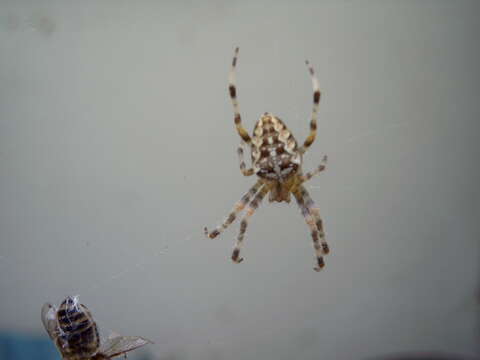 Image of Garden spider