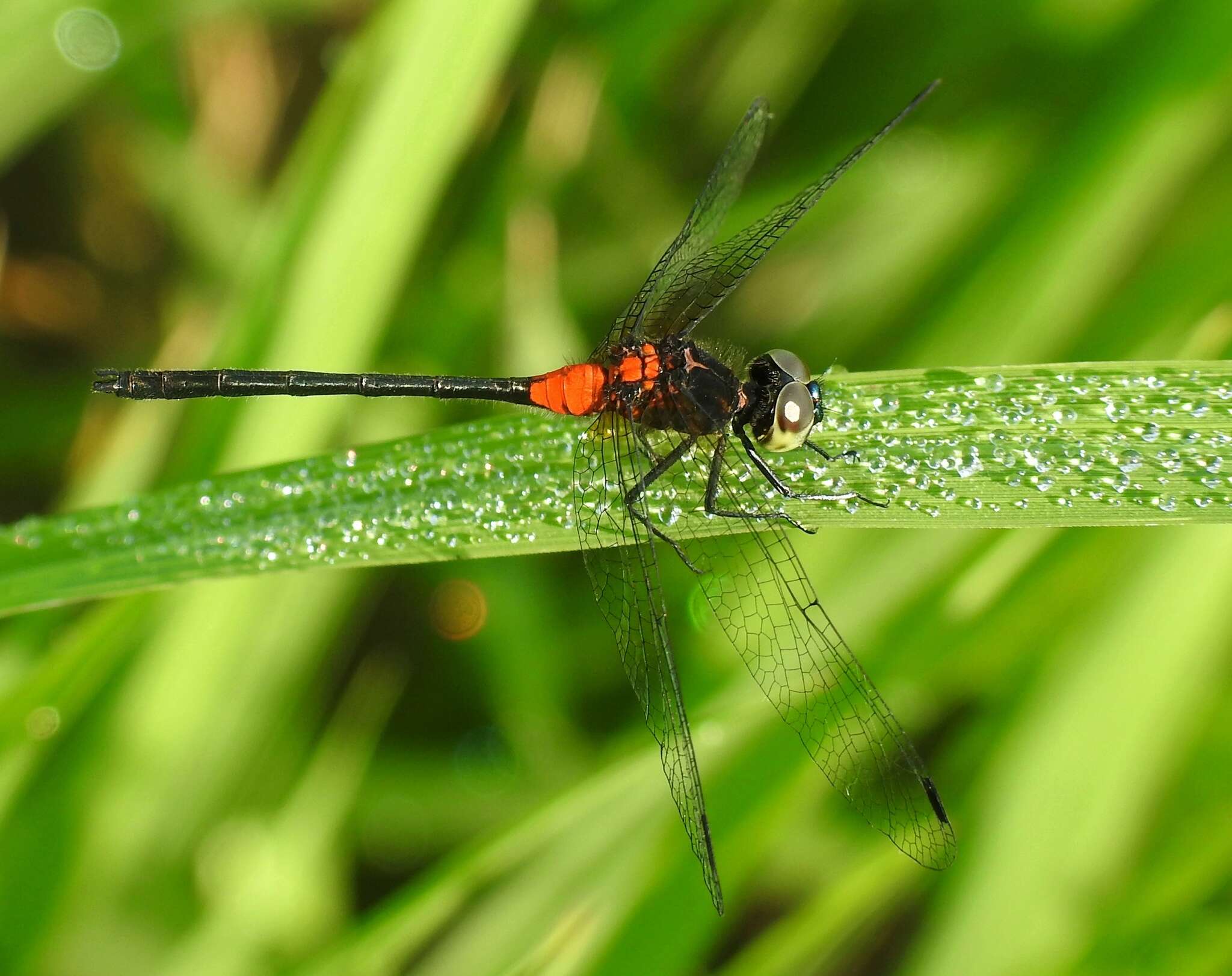 Image de Epithemis mariae (Laidlaw 1915)