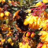 Image de Bombus dahlbomii Guérin-Méneville 1835