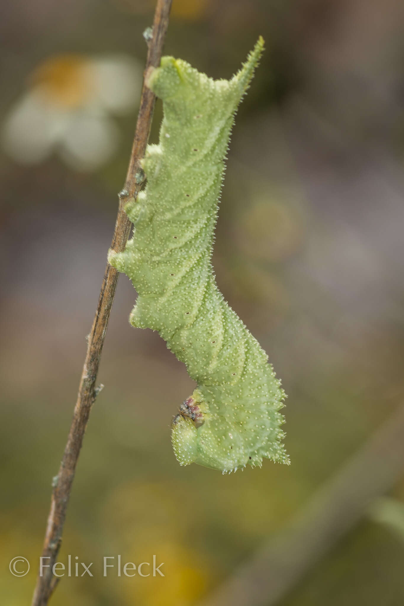 Image of Muscosa Sphinx