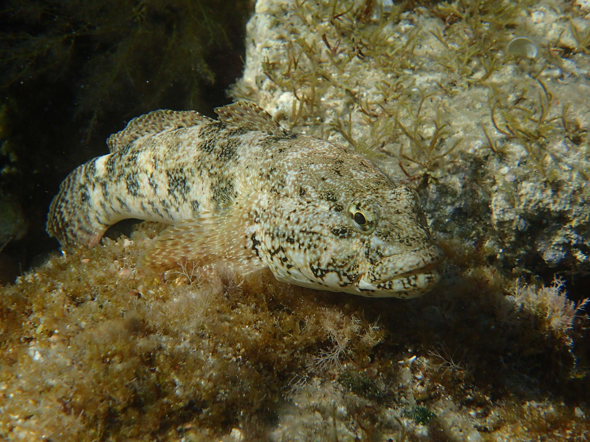 Image of Giant goby