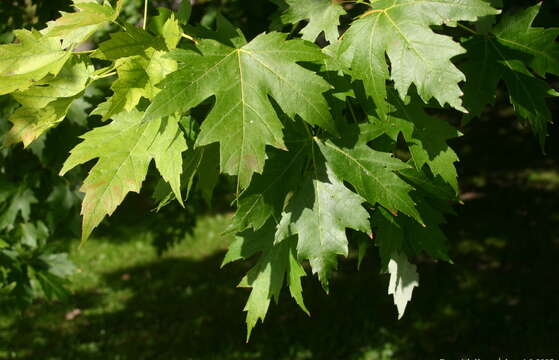 Image of silver maple