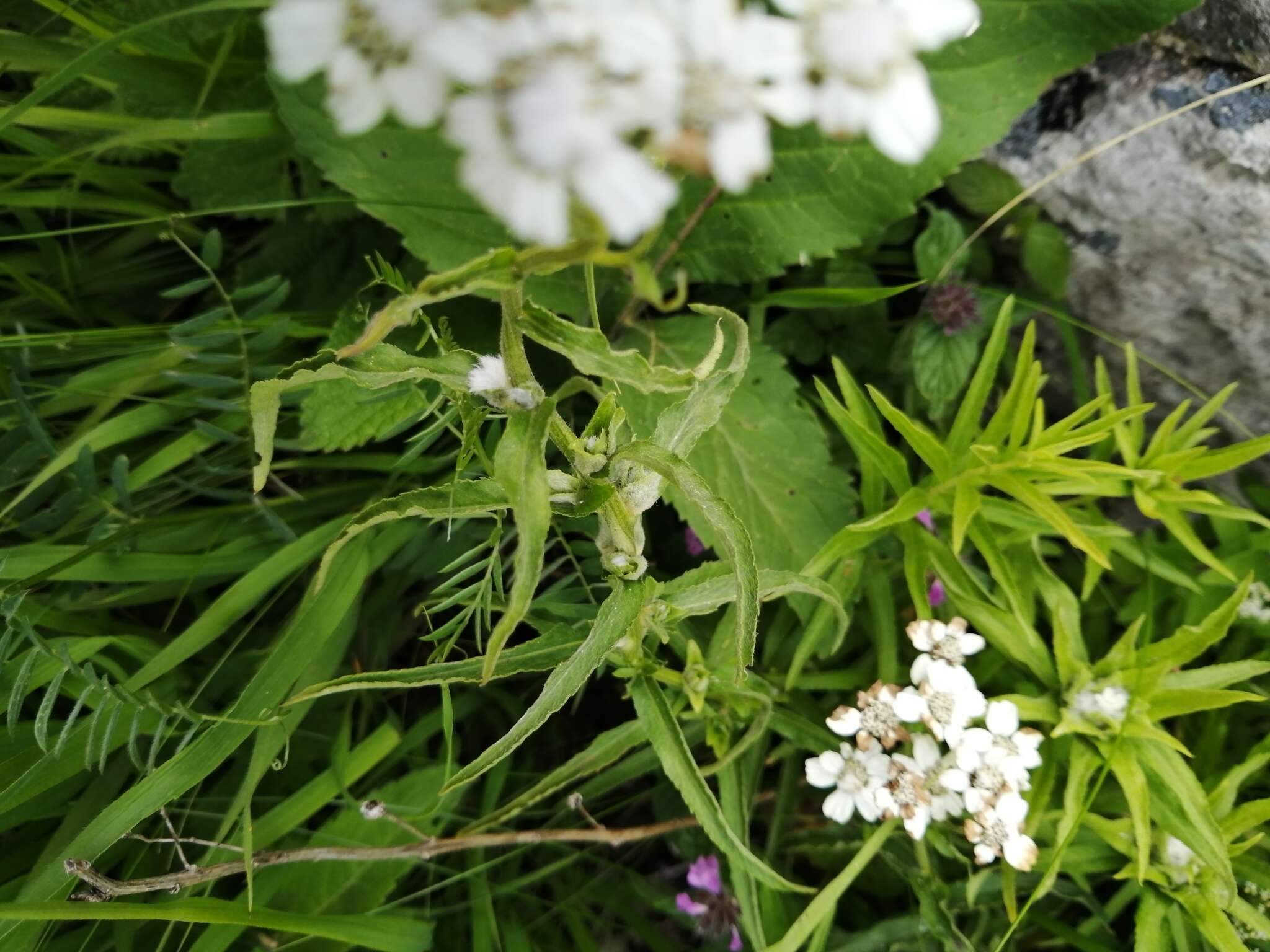 Sivun Achillea biserrata M. Bieb. kuva