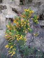 Image of Erica grandiflora subsp. perfoliosa (E. G. H. Oliv. & I. M. Oliv.) E. G. H. Oliv. & Pirie