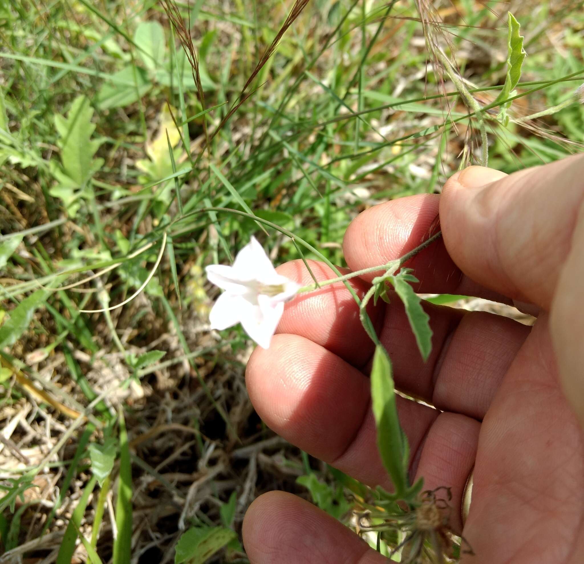 Image de Convolvulus carrii B. L. Turner