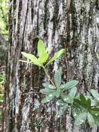 Image of Climbing Fetterbush