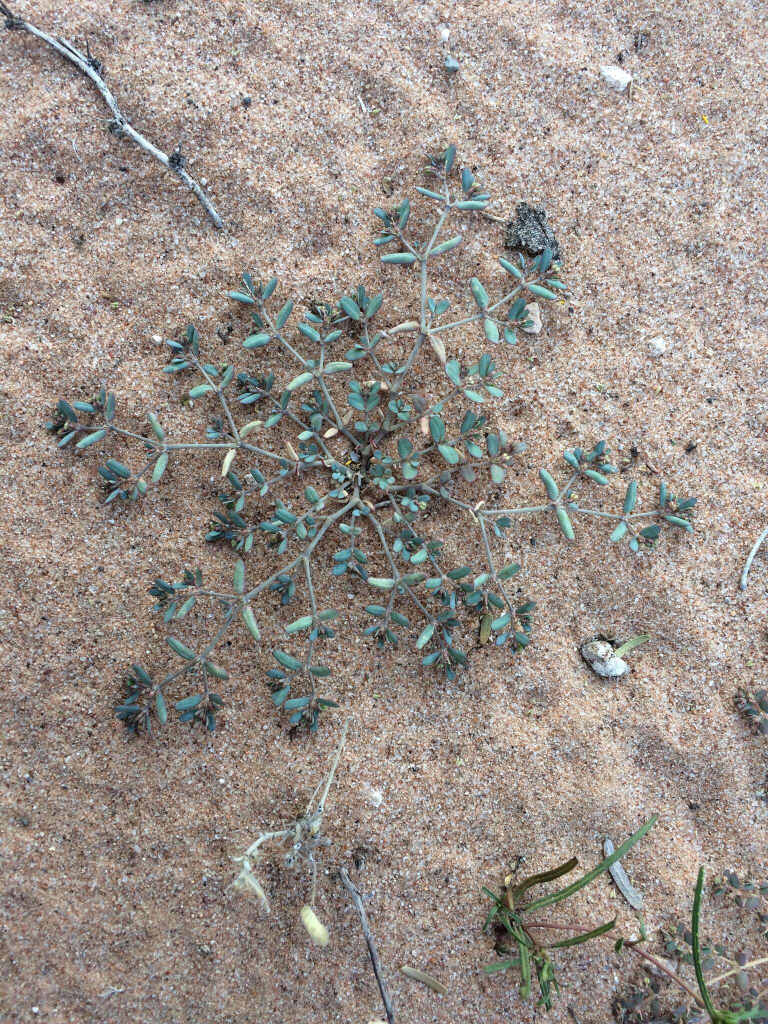 Image of boquillas sandmat