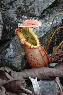 Image of Pitcher plant