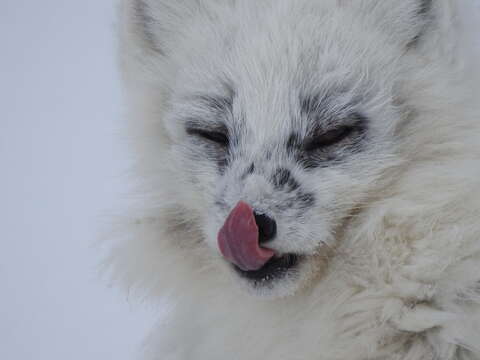 Image of Vulpes lagopus lagopus (Linnaeus 1758)