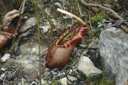 Image of Pitcher plant