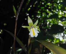 Plancia ëd Scaphyglottis amparoana (Schltr.) Dressler