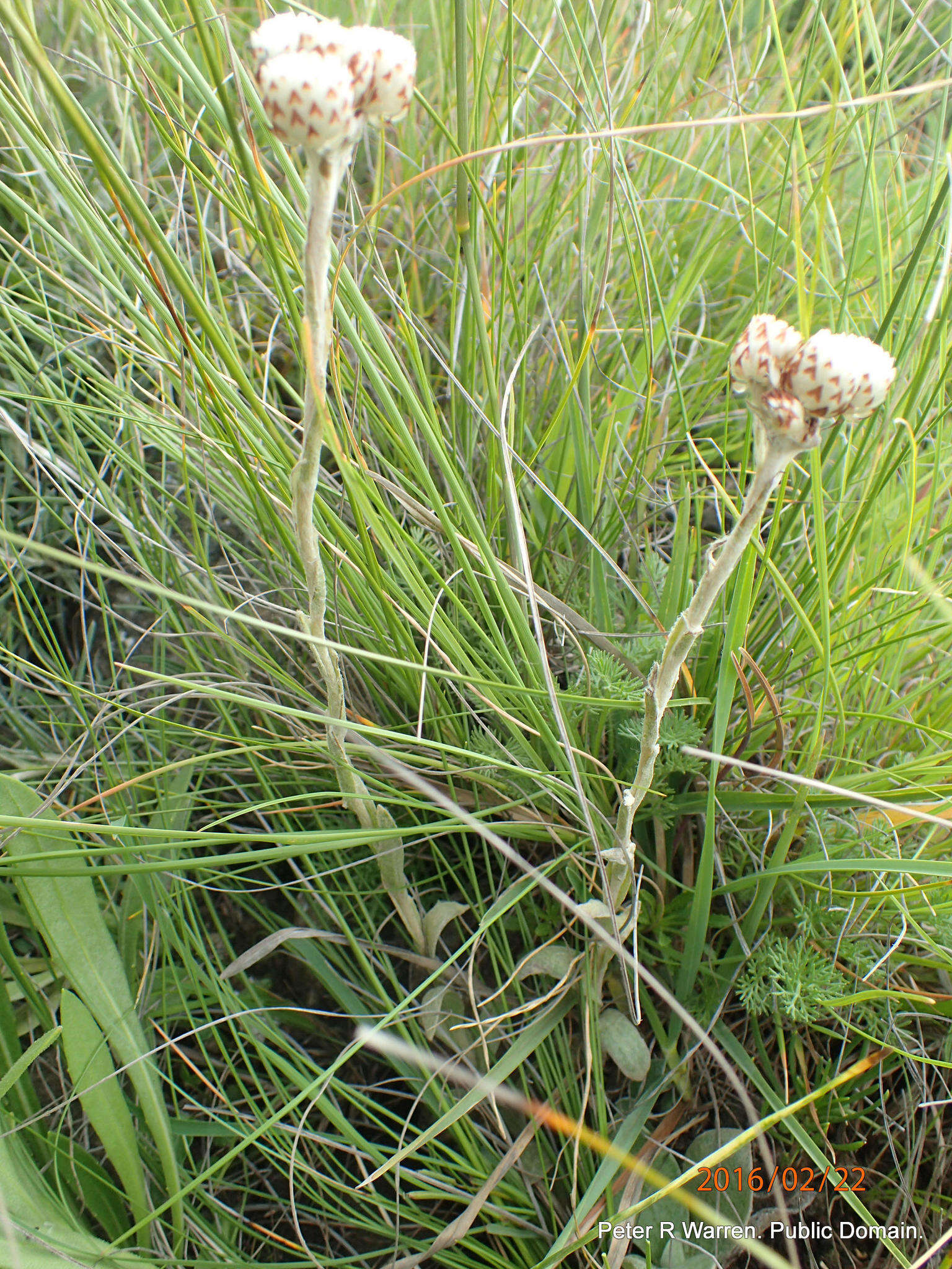 Image of Helichrysum albobrunneum S. Moore