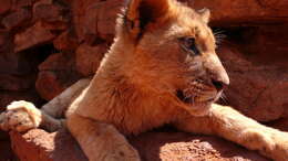 Image of Pantherinae