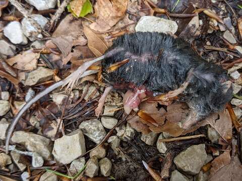 Image of Alpine Shrew