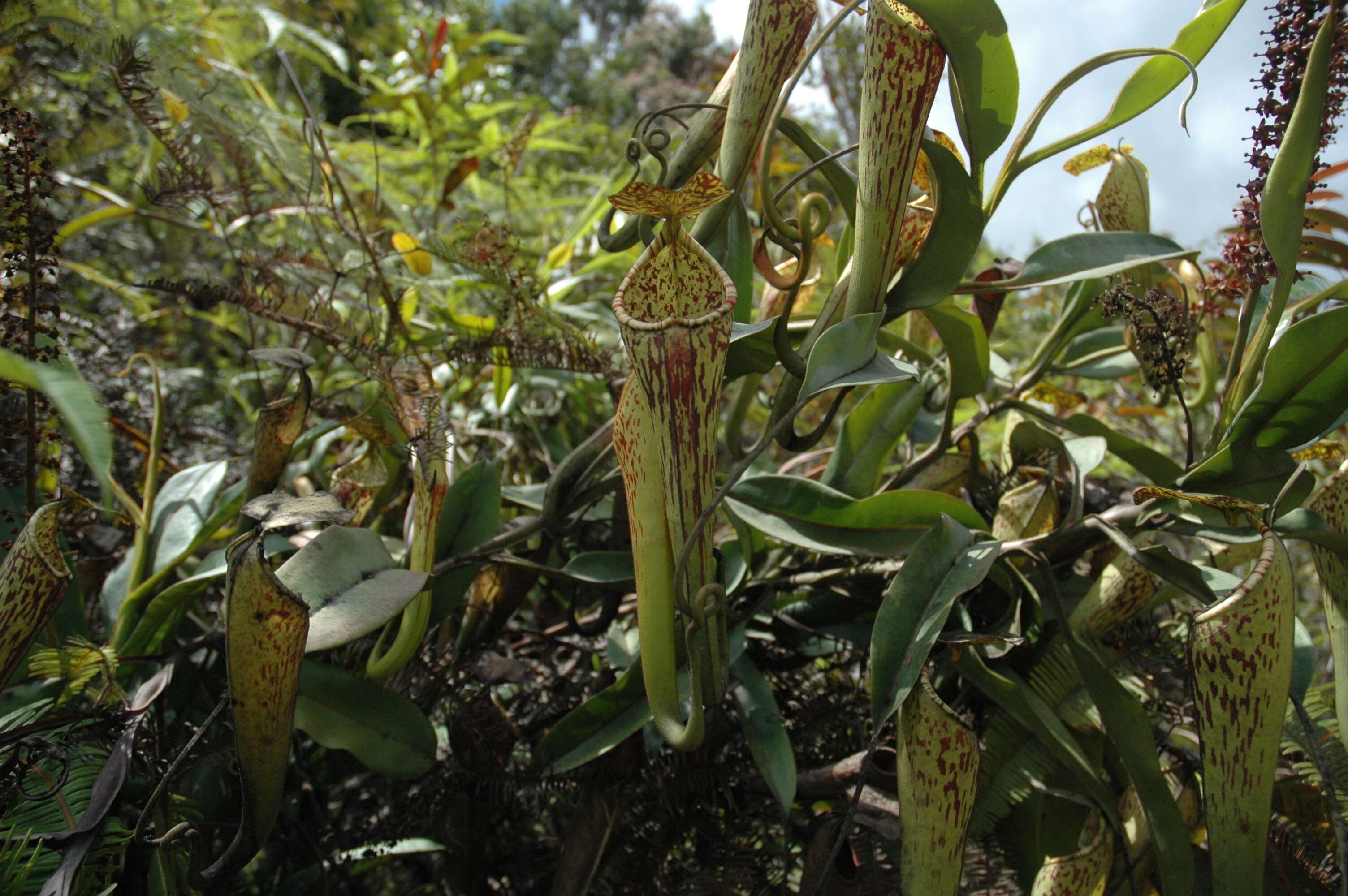 Image of Nepenthes stenophylla Mast.