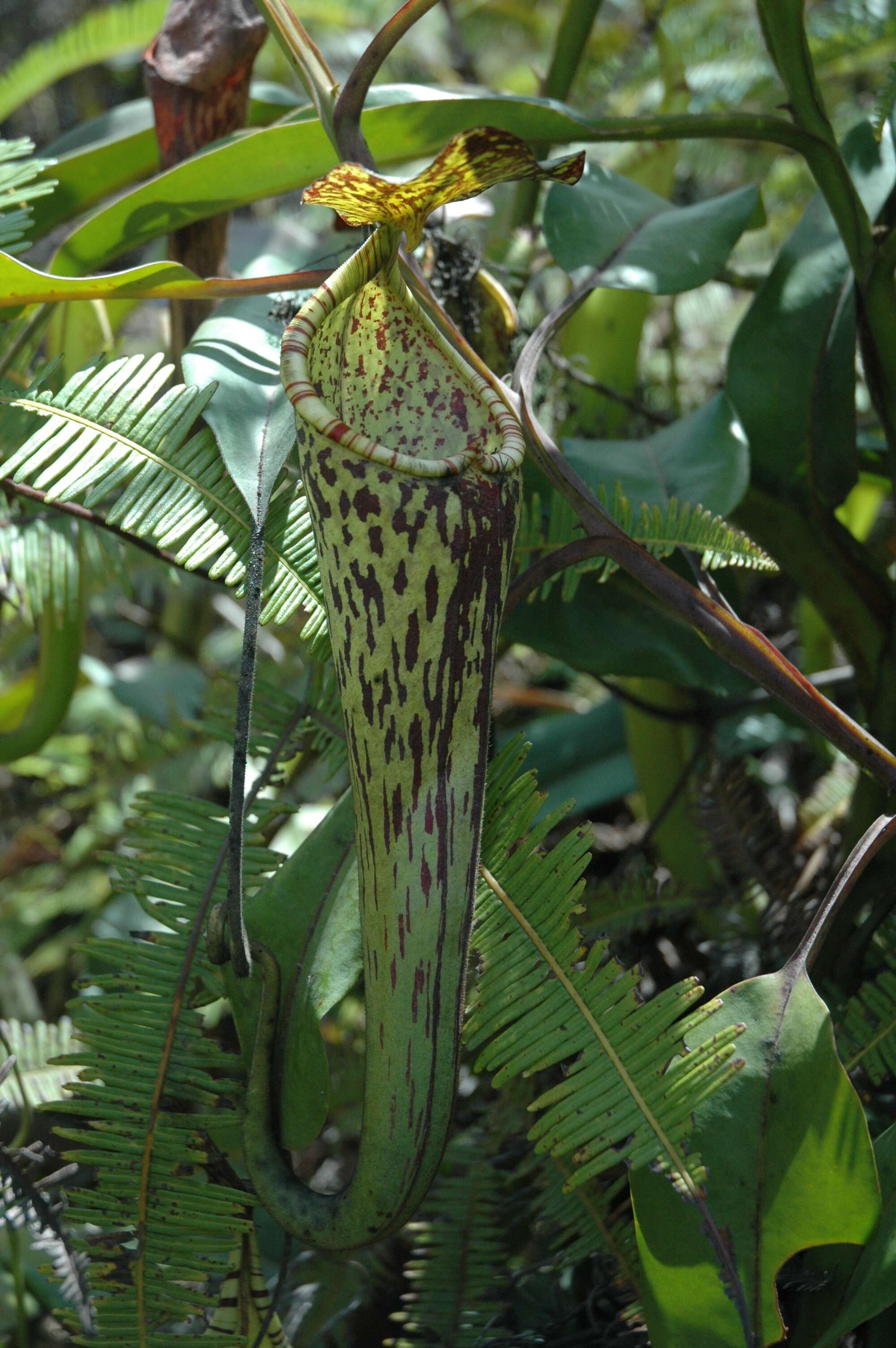 Image of Nepenthes stenophylla Mast.